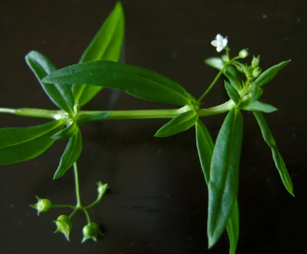 tetanam | Khasiat Tersembunyi Rumput Mutiara: Gulma Jadi Obat Mujarab! rumput mutiara