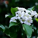 bunga kemuning adalah