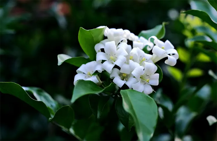 bunga kemuning adalah