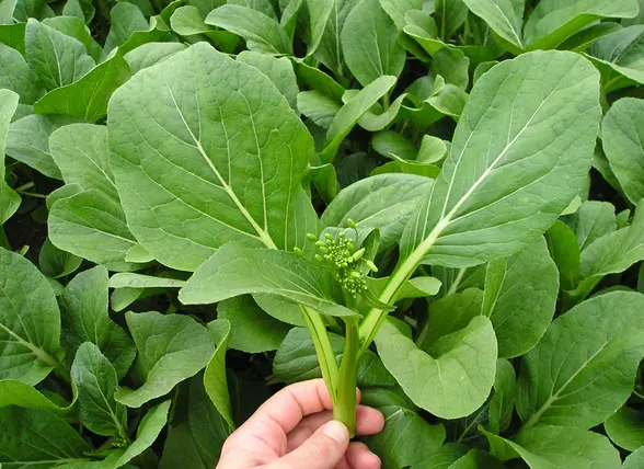 tetanam | Sayur Caisim: Bukan Sekedar Sawi Biasa! Ini Buktinya! caisim