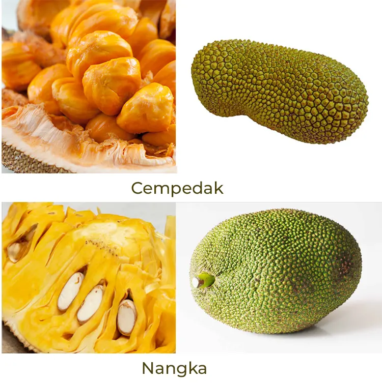 perbedaan cempedak dan nangka