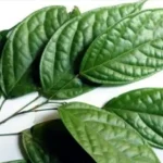 daun sengkubak adalah