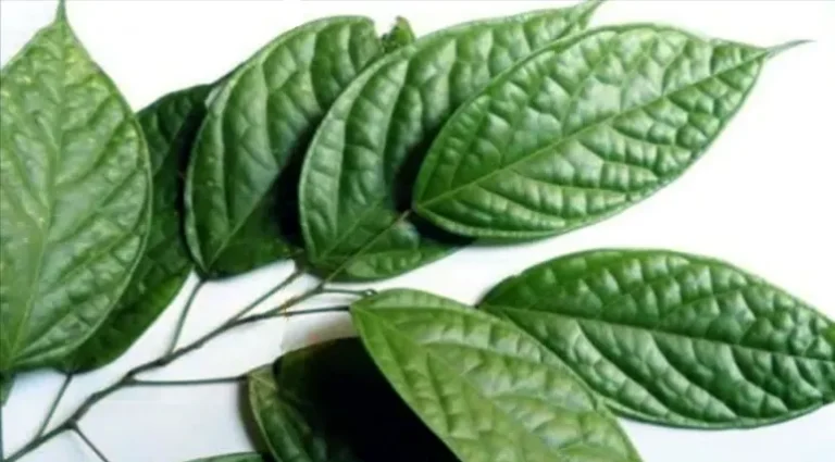 daun sengkubak adalah