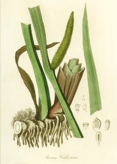 Jerangau, Jaringao, Dringo, atau Dlingo, Delingu 