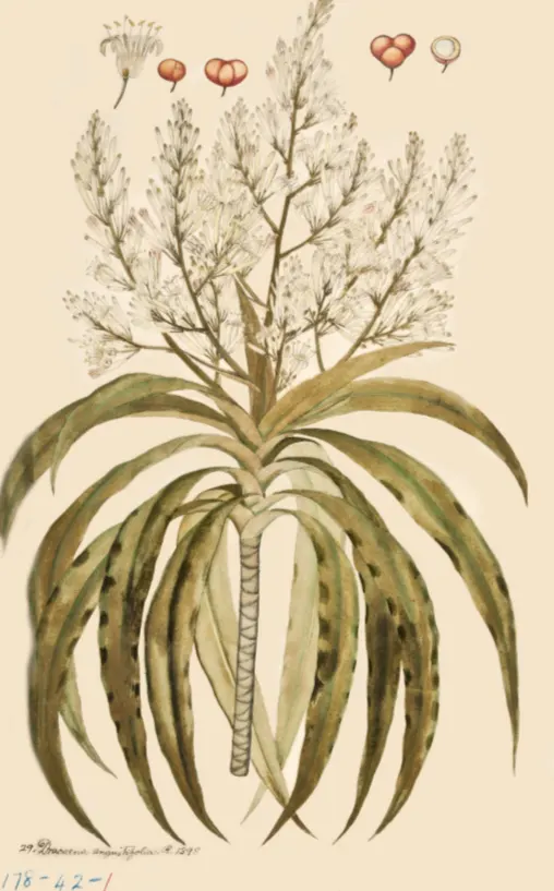 tanaman dracaena