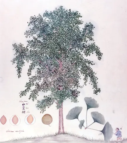 tanaman ginkgo biloba