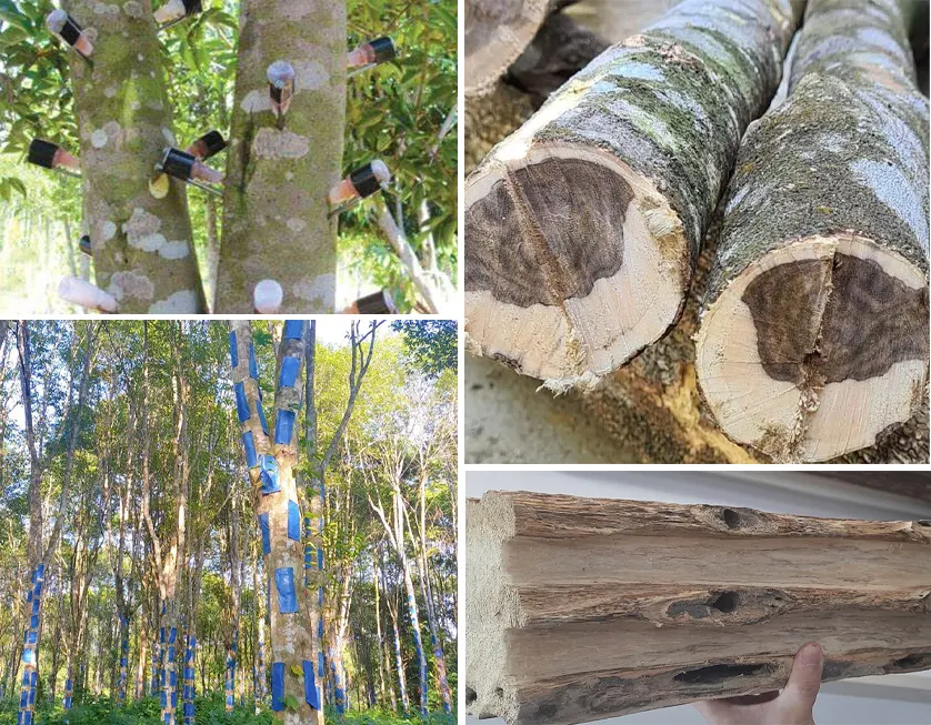 tetanam | Pohon Gaharu: Emas Wangi Tersembunyi dari Hutan Tropis pohon gaharu