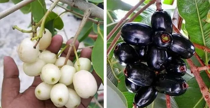 tetanam | Buah Jamblang: Hitam Manis, Buah Jadul yang Kembali Viral! buah jamblang putih