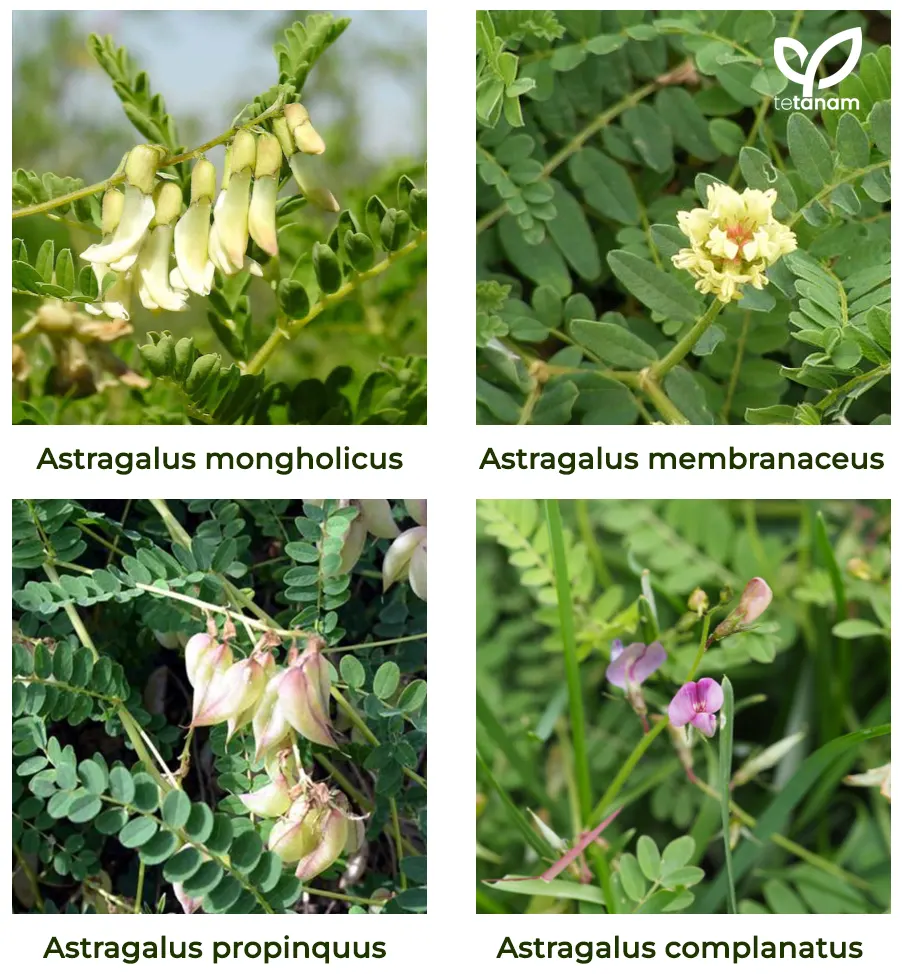 tetanam | Astragalus: Panjang Umur dari Herbal Ajaib, Benarkah?