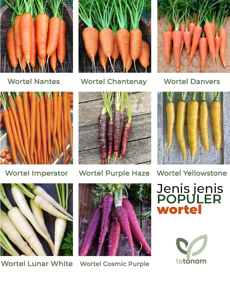 jenis jenis wortel