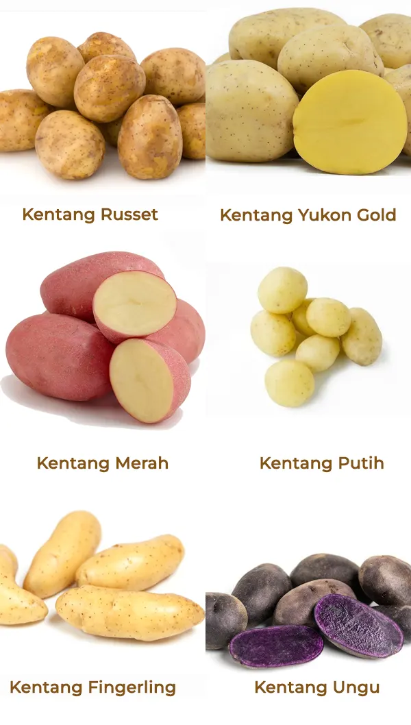 jenis kentang