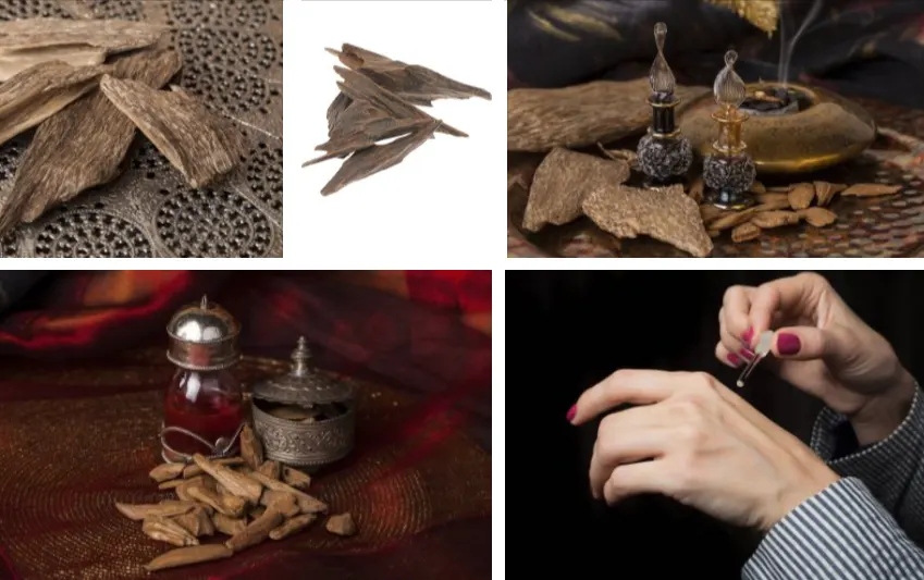 tetanam | Pohon Gaharu: Emas Wangi Tersembunyi dari Hutan Tropis kayu gaharu