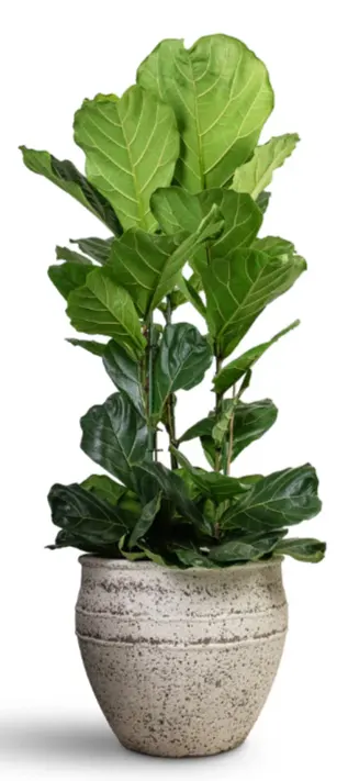 khasiat ketapang biola