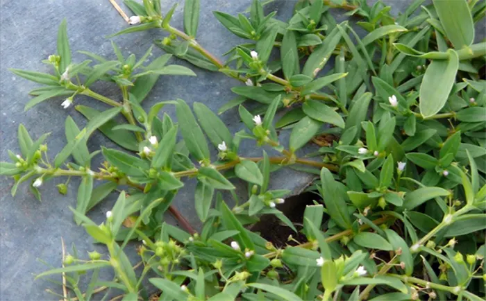 tetanam | Khasiat Tersembunyi Rumput Mutiara: Gulma Jadi Obat Mujarab! khasiat rumput mutiara