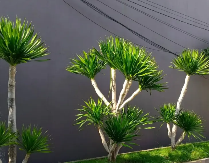 pandan bali bercabang