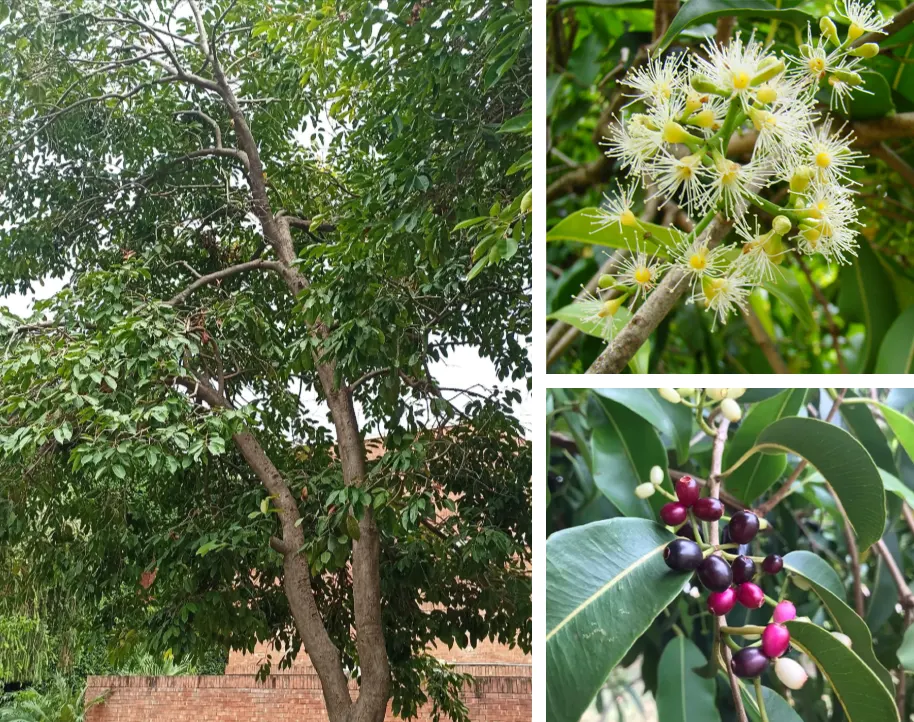 tetanam | Buah Jamblang: Hitam Manis, Buah Jadul yang Kembali Viral! tetanam | Buah Jamblang: Hitam Manis, Buah Jadul yang Kembali Viral!