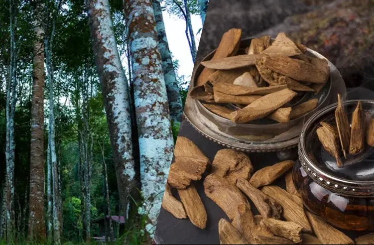 tetanam | Pohon Gaharu: Emas Wangi Tersembunyi dari Hutan Tropis pohon gaharu adalah