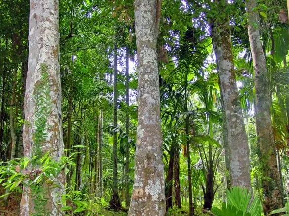 tetanam | Pohon Gaharu: Emas Wangi Tersembunyi dari Hutan Tropis bentuk gaharu