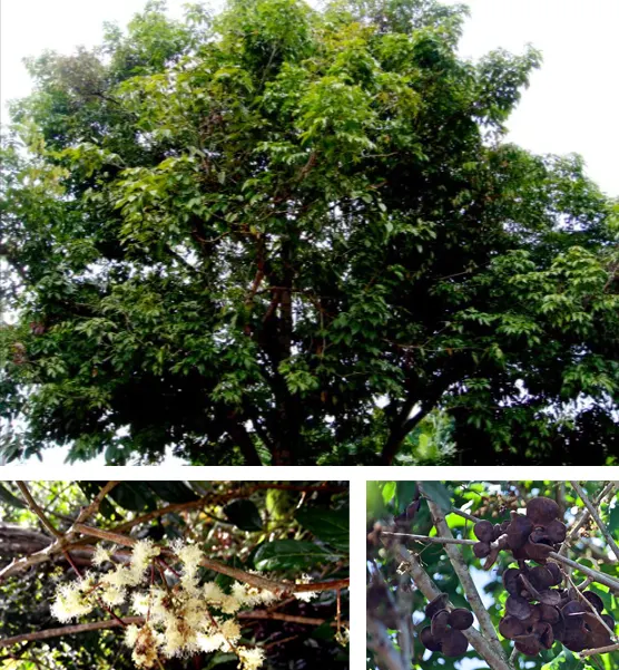 tetanam | Pohon Jengkol: Aroma Unik, Nutrisi Hebat, Cara Menanam! pohon jengkol