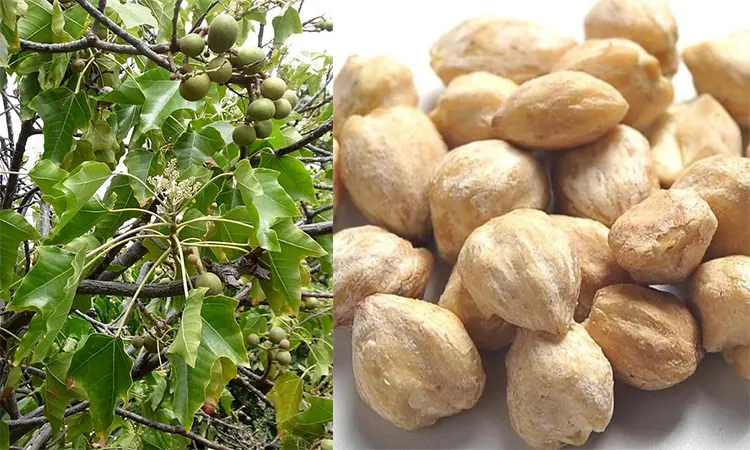 tetanam | Pohon Kemiri: Biji Kemiri Dari Cantik Hingga Sehat! pohon kemiri adalah