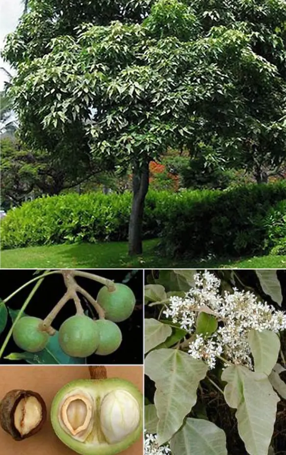 tetanam | Pohon Kemiri: Biji Kemiri Dari Cantik Hingga Sehat! pohon kemiri