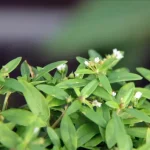 rumput mutiara adalah