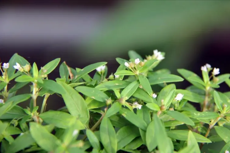tetanam | Khasiat Tersembunyi Rumput Mutiara: Gulma Jadi Obat Mujarab! rumput mutiara adalah