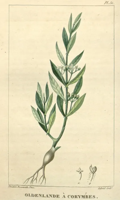 tetanam | Khasiat Tersembunyi Rumput Mutiara: Gulma Jadi Obat Mujarab! rumput mutiara