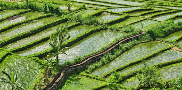 tetanam | Sawah: Rahasia Tersembunyi di Balik Hamparan Hijau! sawah adalah