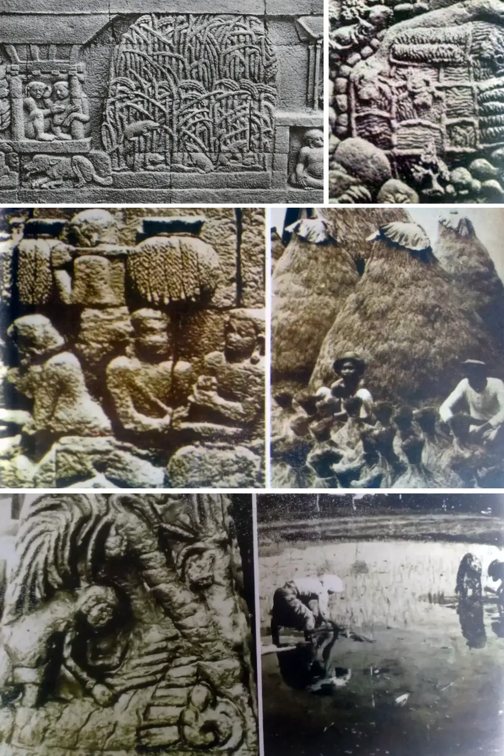 sejarah sawah