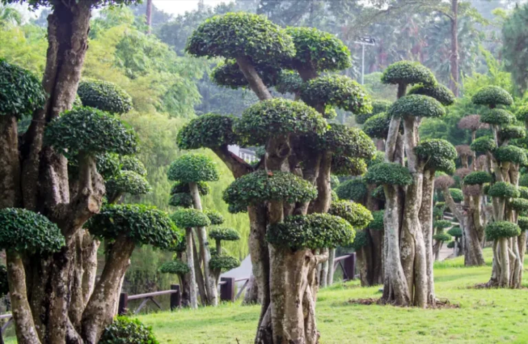 tetanam | Pohon Serut: Jangan Biarkan Mati! Kuasai Trik Perawatanya! serut