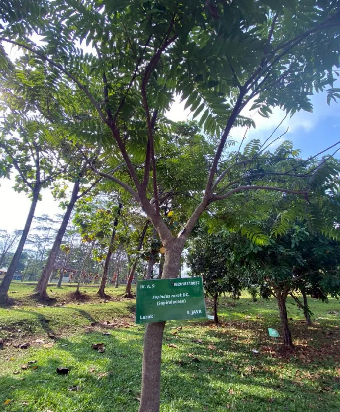 tetanam | Pohon Lerak: Sabun Jadul Alami yang Kini Terlupakan! pohon lerak