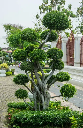 tetanam | Pohon Serut: Jangan Biarkan Mati! Kuasai Trik Perawatanya! tanaman serut