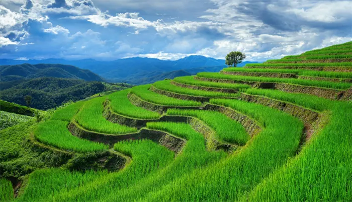 sawah