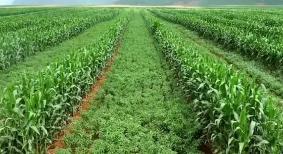 eco farming