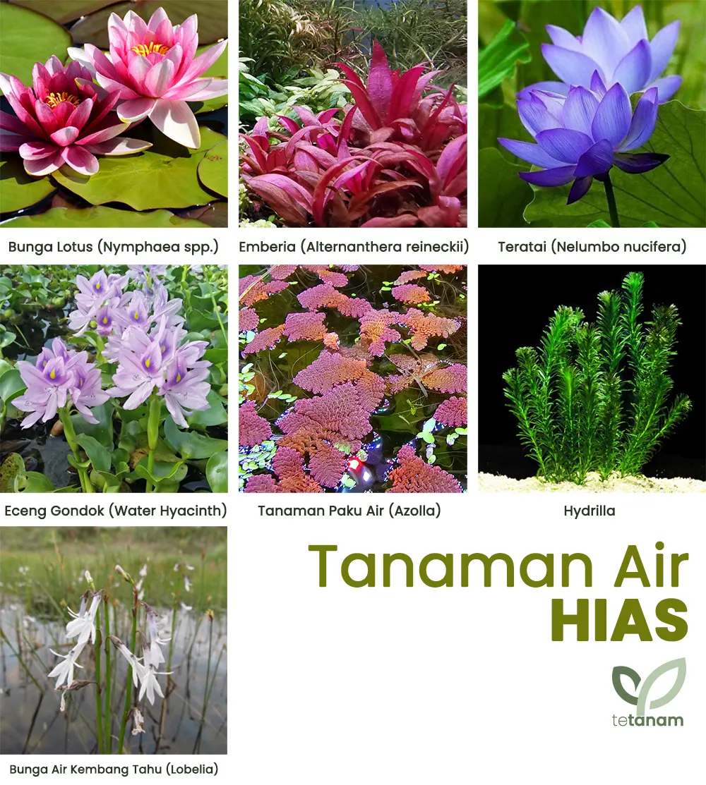 tetanam | Transformasi Ruang dengan Tanaman Air Hias yang Menawan! tanaman air hias