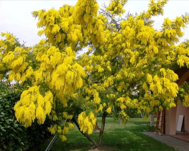 tetanam | Pohon Akasia: Manfaat Ganda untuk Lingkungan dan Industri akasia dealbata