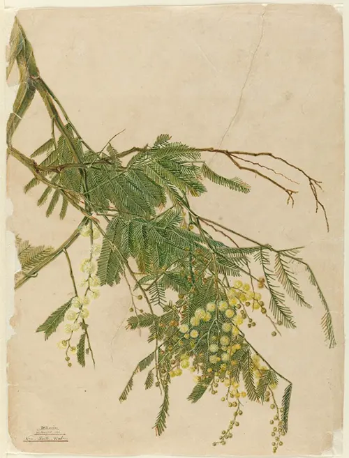 tetanam | Pohon Akasia: Manfaat Ganda untuk Lingkungan dan Industri pohon akasia