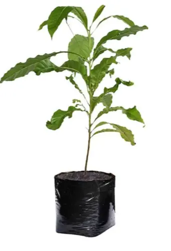 tetanam | Keajaiban Buah Abiu: Manfaat dan Nutrisi Dari Sawo Australia bibit buah abiu