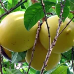 tetanam | Keajaiban Buah Abiu: Manfaat dan Nutrisi Dari Sawo Australia buah abiu adalah