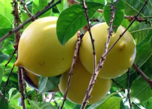 tetanam | Keajaiban Buah Abiu: Manfaat dan Nutrisi Dari Sawo Australia buah abiu adalah