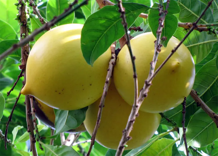 tetanam | Keajaiban Buah Abiu: Manfaat dan Nutrisi Dari Sawo Australia buah abiu adalah