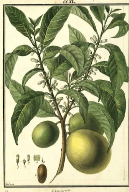 tetanam | Keajaiban Buah Abiu: Manfaat dan Nutrisi Dari Sawo Australia buah abiu