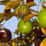 tetanam | Buah Kenitu: Keajaiban Tropis yang Wajib Diketahui! buah kenitu adalah