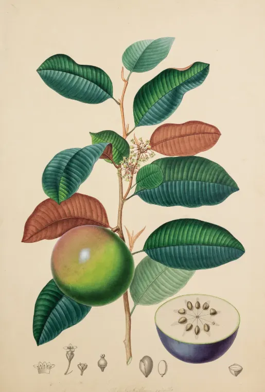 tetanam | Buah Kenitu: Keajaiban Tropis yang Wajib Diketahui! buah kenitu