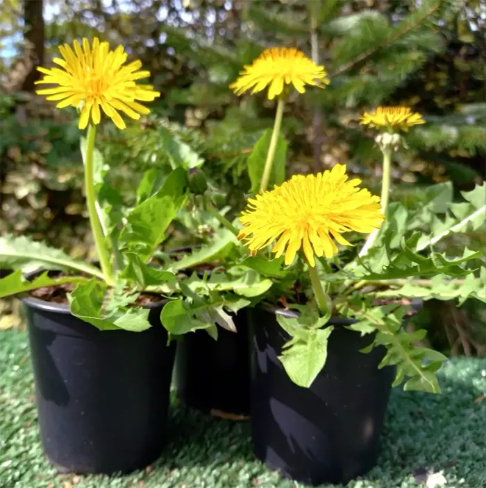 tetanam | Bunga Dandelion: Bukan Sekadar Bunga yang Tertiup Angin! menanam bunga dandelion