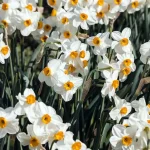 tetanam | Bunga Narcissus: Simbol Kecantikan dengan Manfaat Kesehatan! bunga narcissus adalah