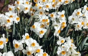 tetanam | Bunga Narcissus: Simbol Kecantikan dengan Manfaat Kesehatan! bunga narcissus adalah