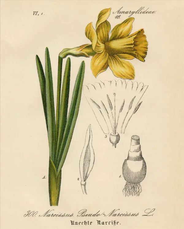 Bunga narcissus