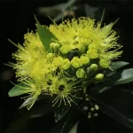 bunga santos lemon adalah